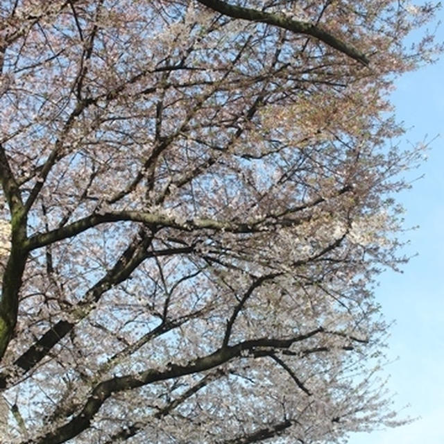 朝から次男くんとドライブ？　～桜おデート～