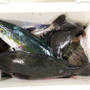 グレの白子ハーブソテー　/ 刺し盛り&煮魚定食