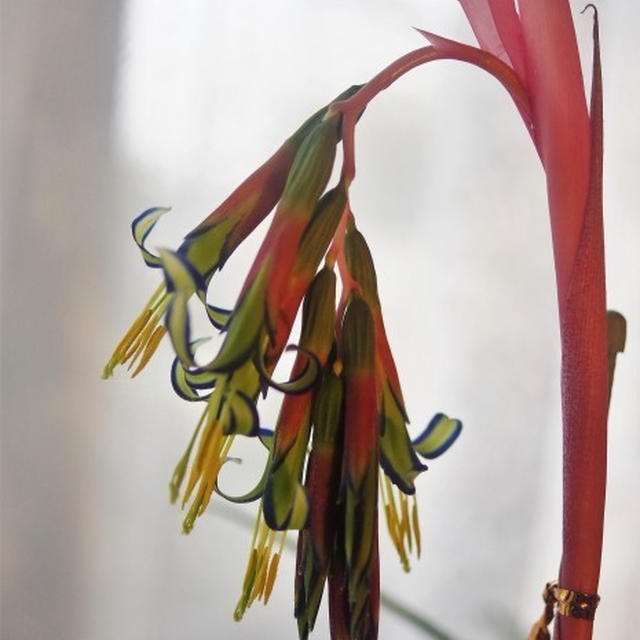 ■趣味の園芸【花名＝瓔珞筒アナナス（ヨウラクツツアナナス）】♪