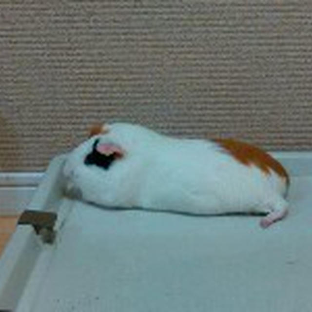 めいちゃん、リラックスしてます