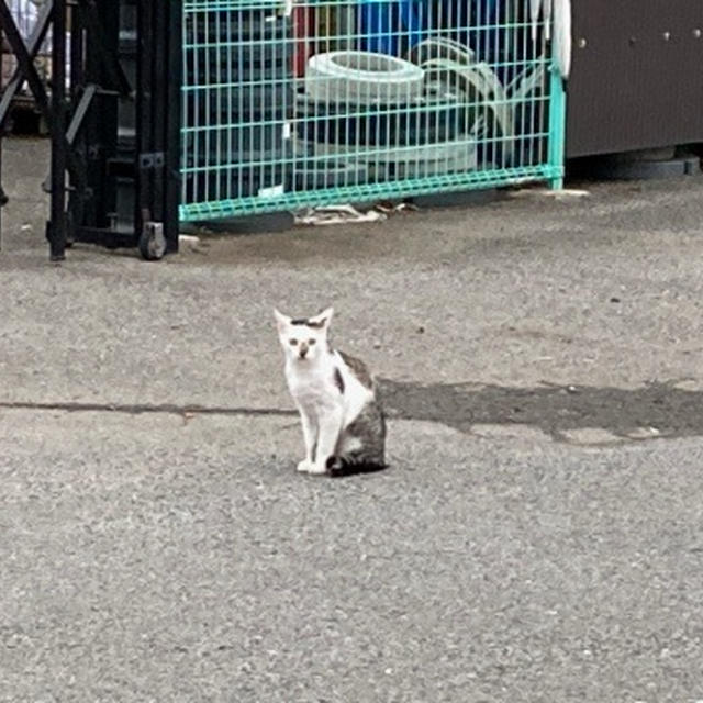 ウォーキングと猫