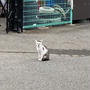 ウォーキングと猫