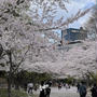 2023中島公園の桜と札幌市天文台
