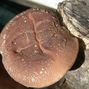 椎茸の木
