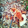 秋色の柴犬