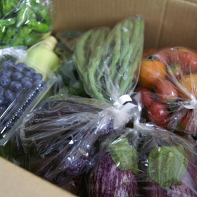 野菜が届きました！