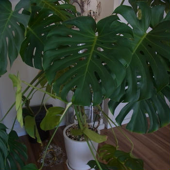 我が家の植物たち