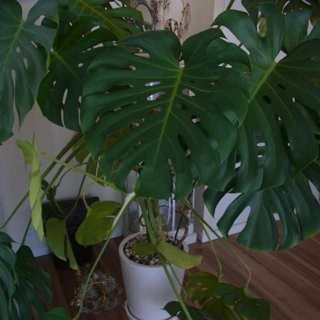我が家の植物たち