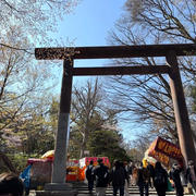 【北海道神宮と満開の桜】はま寿司からの父と晩酌