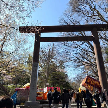 【北海道神宮と満開の桜】はま寿司からの父と晩酌