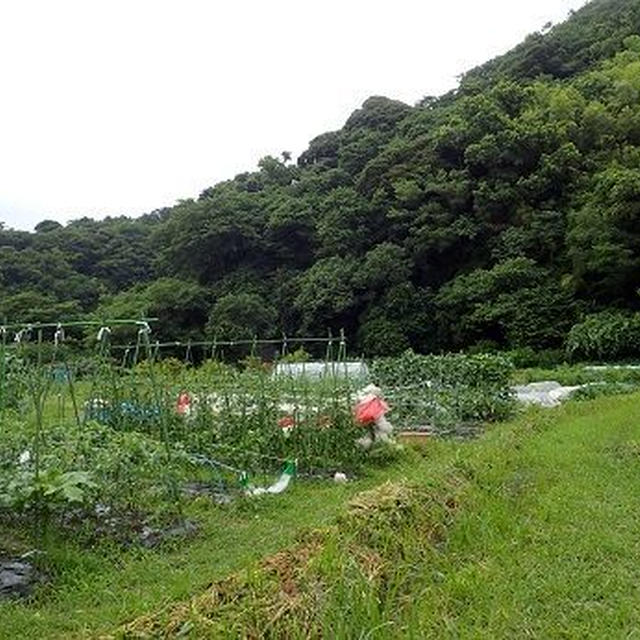 秋採りトウモロコシ種まき☆葉山農園（7月初旬）