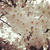 桜満開