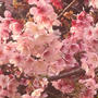 新宿御苑　薩摩寒桜、河津桜が満開！
