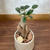 昨年教えて頂いた多肉植物の寄せ植えそのうちの一つがちいさな花を咲かせました嬉しくて思わず頬...