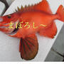 【相模湾・小坪】赤くて大きな目玉のシーズンがやって来たんだけど．．．