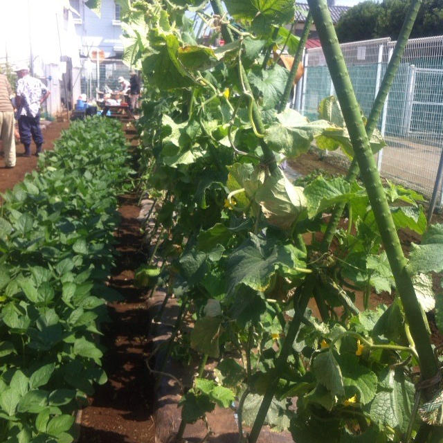 【週末農業（市民農園）】第十三回　誘引、わき芽取り、そして収穫祭！