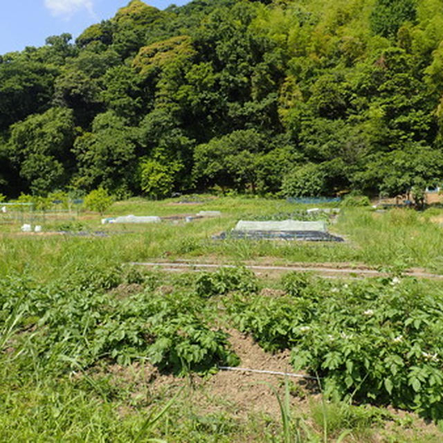 葉山農園（6月上旬）☆落花生の植え付け！