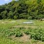 葉山農園（6月上旬）☆落花生の植え付け！