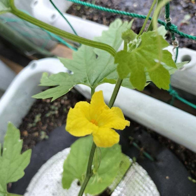 ゴーヤの花が咲きました！＆5月17日のバルコニー菜園