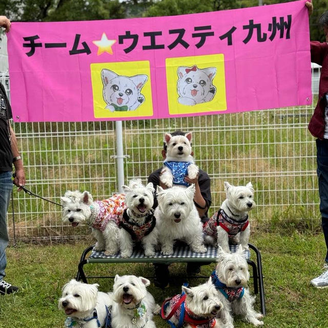 P2で犬猫LIFE撮影会