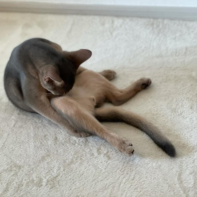 お手入れの格好までそっくりだ