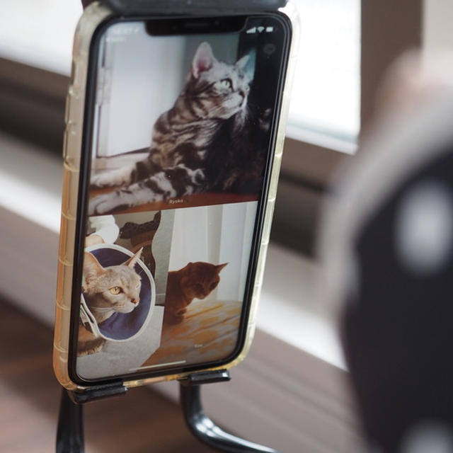 オンライン猫会🐾　あの国と日本もつなぐLINEビデオ通話