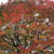 紅葉狩り