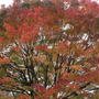 紅葉狩り