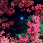 【Instagram】Ohanami&Otsukimi 2018 #satte #幸手 #幸手権現堂 #お花見 #spring #cherryblossom #ohanami #夜桜 #bluemoon