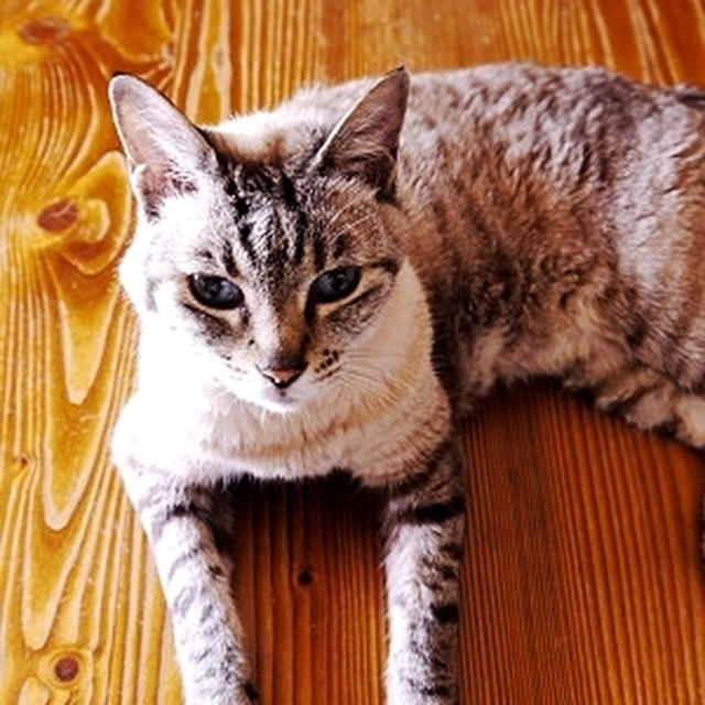 ◆猫