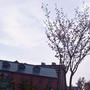 札幌の桜開花宣言はまだですが、２０１４年の桜を見っけ！