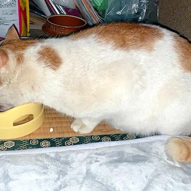 疲労困憊、猫に癒される日々