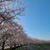 桜　～ワンコと一緒～