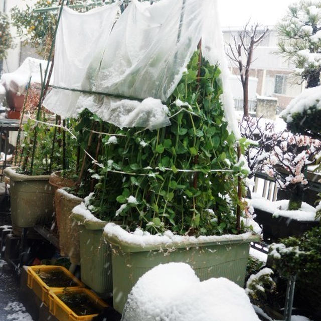 ■園芸【雪とプランター菜園】