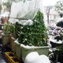 ■園芸【雪とプランター菜園】