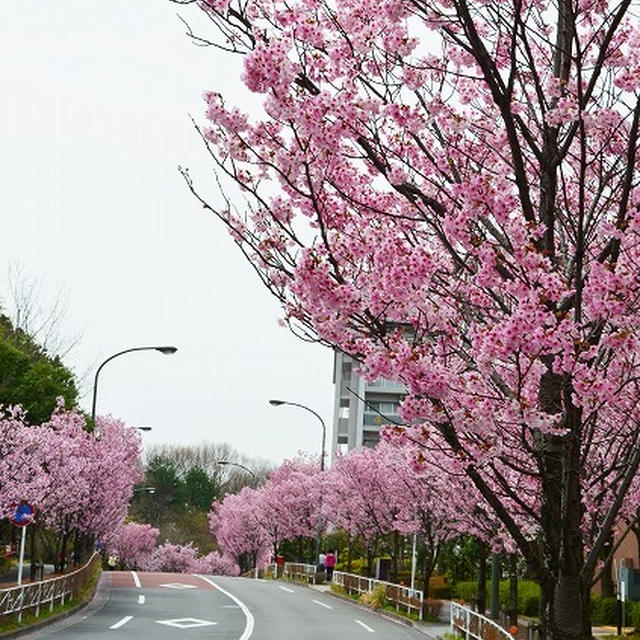 桜並木2013