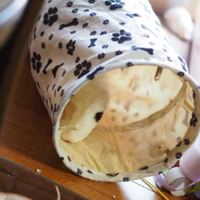 【小梅・さくら・桃之介通信】新しいトンネル！