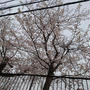 桜は散り始め / 残り物のほうが豪華