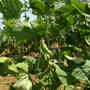 枝豆とトウモロコシ畑