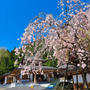 桜咲く高野町散策