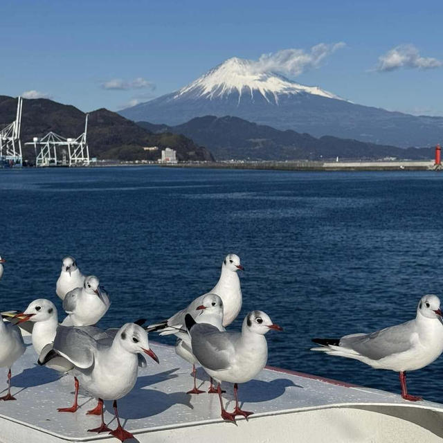 2025年新年日本滞在（６）富士山とイルカに出会えた楽しいフェリー