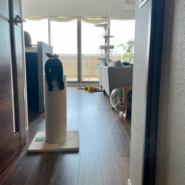 朝1番の猫たち