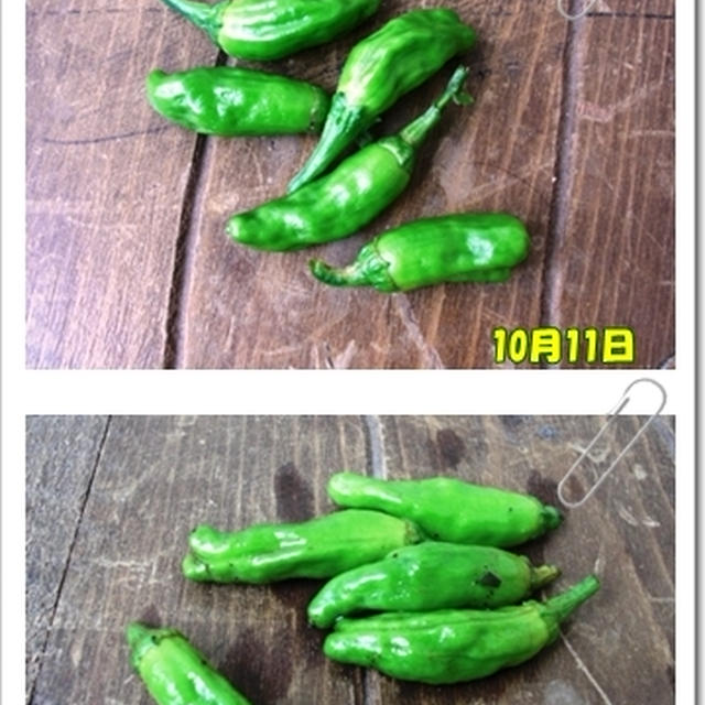 最近のごはんたち