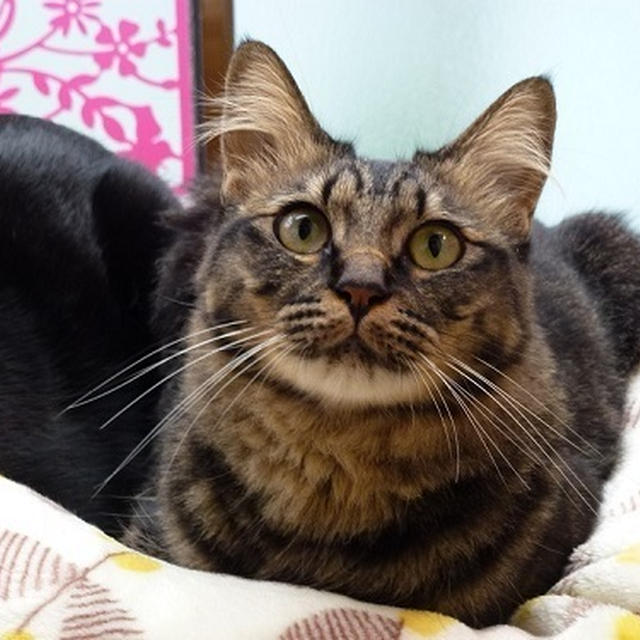 出かける前の猫さまたち