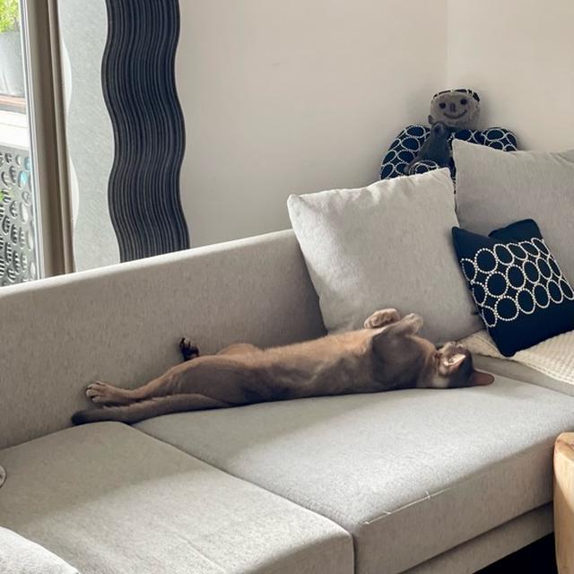 猫っぽくない寝相
