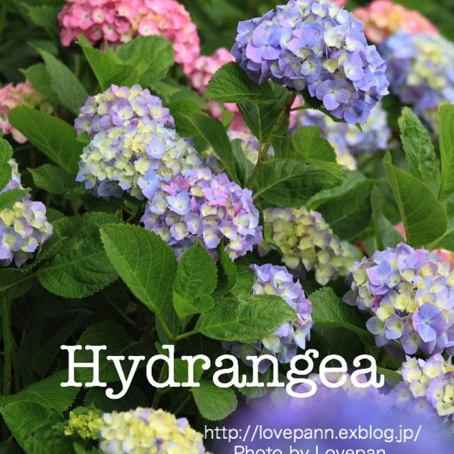 紫陽花の季節