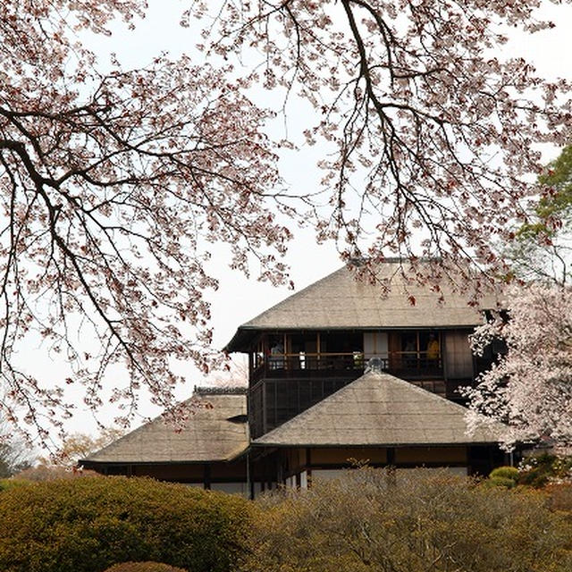 お花見日和の週末に