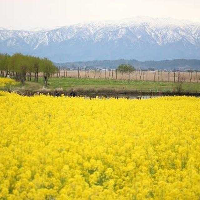水の公園福島潟の平成最後の菜の花　2019