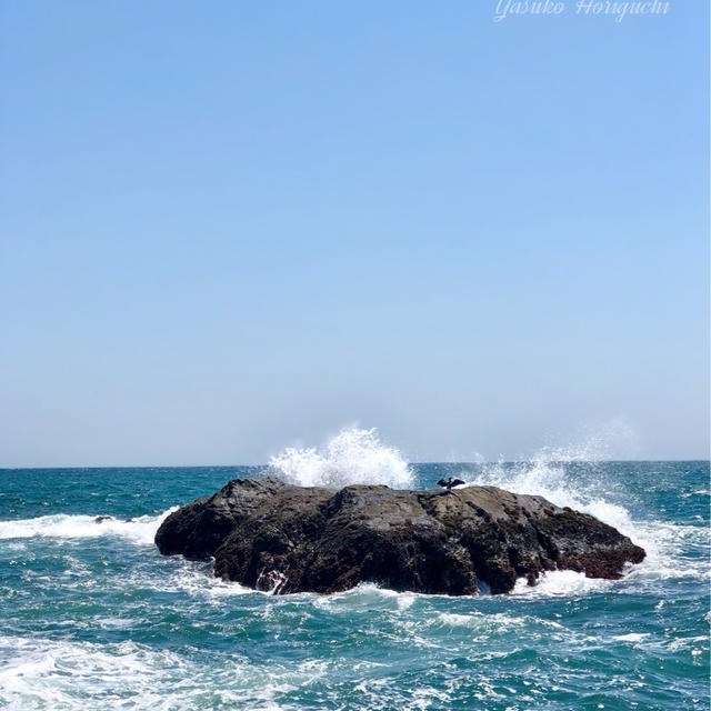 【徒然日記】G.W.海辺の休日〜植物育てはじめます〜