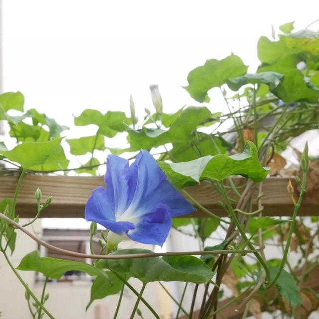 西洋朝顔ヘブンリーブルーの花